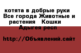 котята в добрые руки - Все города Животные и растения » Кошки   . Адыгея респ.